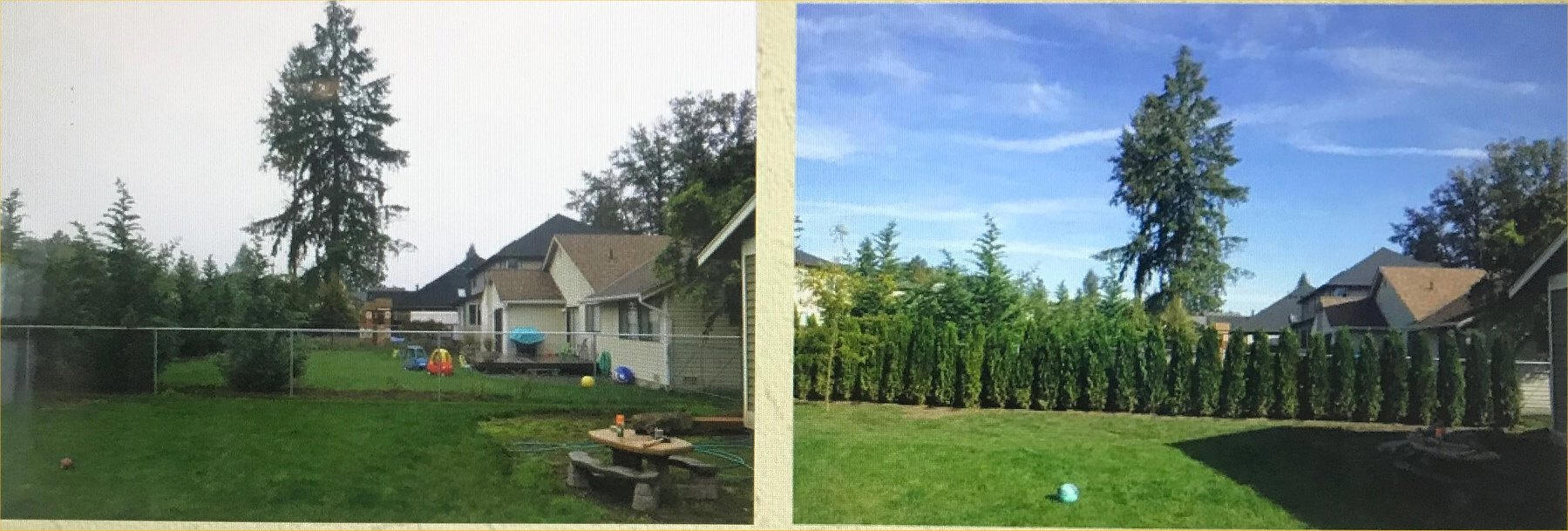 Emerald Green Arborvitae before and after